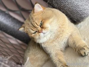 deckater in Black-Gold Bild 4