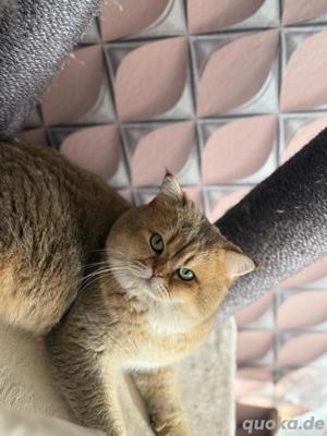 deckater in Black-Gold Bild 3