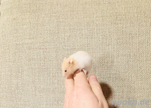 Hamster - Goldhamster (zahm)