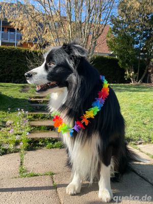 Deckrüde Border Collie Bild 3
