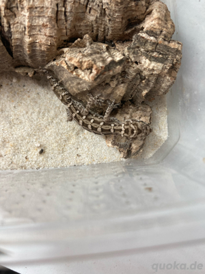 Hemidactylus imbricatus