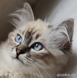 Bezauberndes Mini Ragdoll Kitten Mädchen - Auszugsbereit