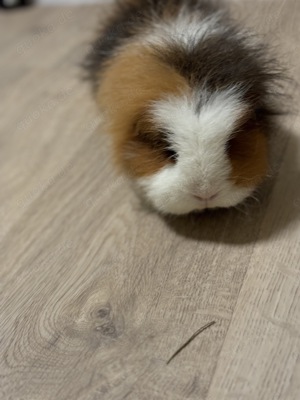 Meerschweinchen