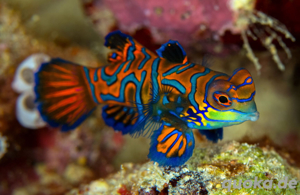 Suche Meerwasser Lippfische, Grundeln, Mandarin, Garnelen, Krabben