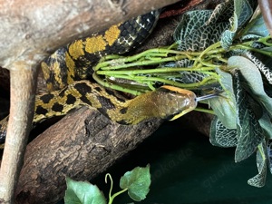 Orthriophis taeniurus (Taiwan Schönnatter) Bild 3