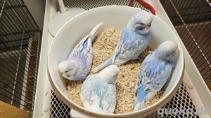 Nestjunge und Zuchtreife Wellensittiche wegen Zuchtaufgabe 