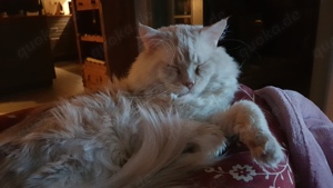 Maine Coon Deckkater sucht Beziehung wenn auch leider nur für eine kurze Zeit :-) Bild 10