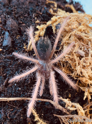 Xenesthis sp. bright 2.Fh