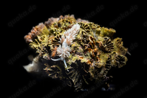 Berghia Schnecken - ausgewachsene Zuchttiere ab 1,5 cm