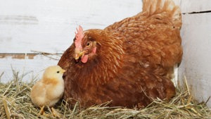 Stroh, praktische, handliche kleine Ballen beste Qualität für Kleintiere Bild 9