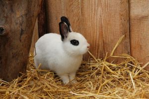 Stroh, praktische, handliche kleine Ballen beste Qualität für Kleintiere Bild 8