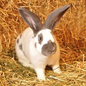 Stroh, praktische, handliche kleine Ballen beste Qualität für Kleintiere Bild 6