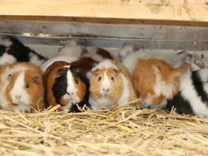 Stroh, praktische, handliche kleine Ballen beste Qualität für Kleintiere Bild 7