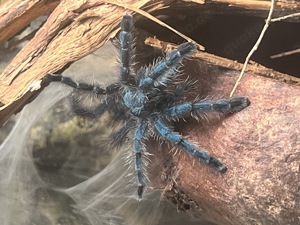 Blaue Martinique Vogelspinnen versicolor