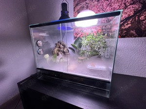 Glasterrarium  50x30x40 BTH