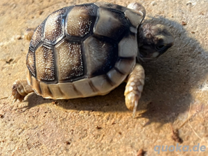 Breitrandschildkröte Testudo Marginata 2024