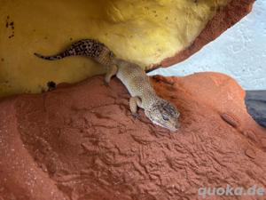Leopardgecko inkl thermostat und Exo Terra Terrarium