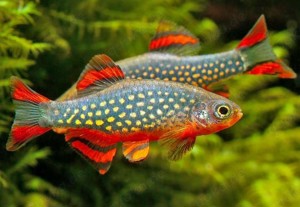 Perlhuhnbärbling (Danio margaritatus)