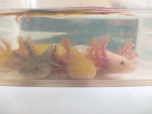 Axolotl Jungtiere, ca.13- 15 cm groß  Bild 4