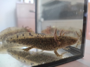 Axolotl Jungtiere, ca.13- 15 cm groß  Bild 8