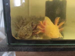 Axolotl Jungtiere, ca.13- 15 cm groß  Bild 9