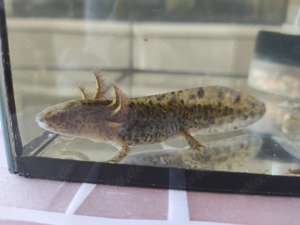 Axolotl Jungtiere, ca.13- 15 cm groß  Bild 10