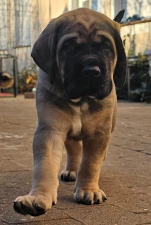 Reinrassiger Mastiff Welpe sucht noch ein Liebevolles zuhause  