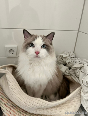 Ragdoll Kater Monchi (3) sucht ein neues Zuhause