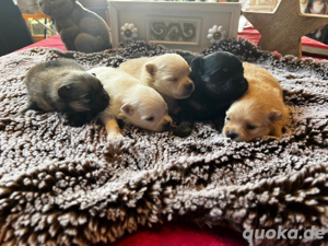 Pomeranian Welpen