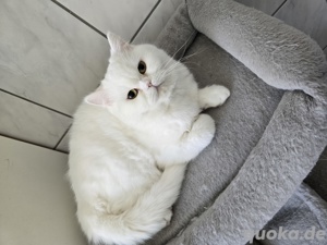 Ein Kater sucht ein neues Zuhause.