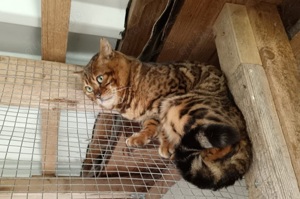 Bengalkater Paulchen ist bereit für seine Familie (incl. Kastration, Untersuchungen, Stammbaum)
