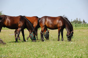 Praktikantin, Ferienhelferin, Urlaub gegen Hand für kl. Reiterhof in Bayern gesucht.  Bild 2