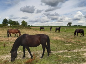 Praktikantin, Ferienhelferin, Urlaub gegen Hand für kl. Reiterhof in Bayern gesucht.  Bild 5