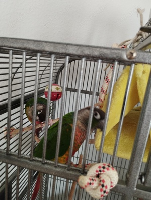 Verkaufe Molina Sittiche 