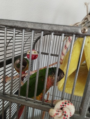 Verkaufe Molinasittiche aus Zeitgründen mit großem Käfig.