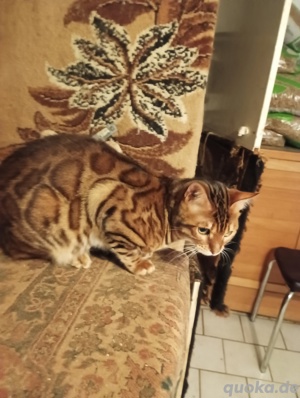   Extra klassige Bengalkatze mit blaue imfopas und große Rosette