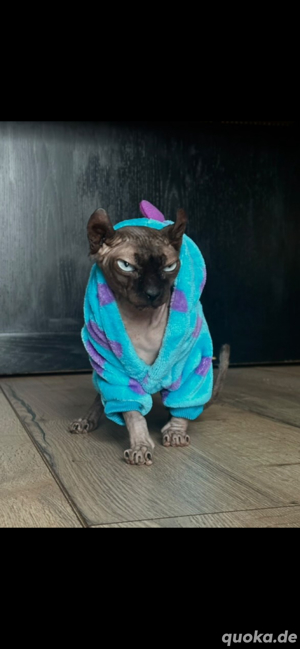 süß katze sucht ein neues zuhause 