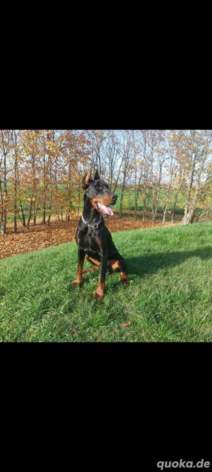 Dobermann Jung Hündin oder Welpe