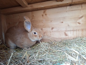 Kaninchen Burgunder