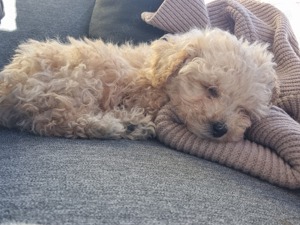 Süßer Maltipoo Welpe - Rüde 