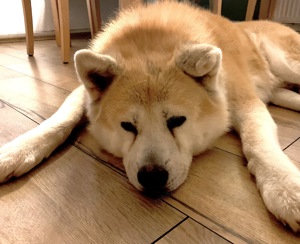 Akita Rüde