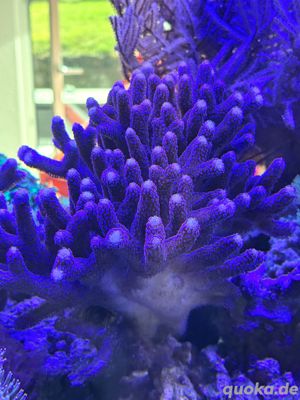 Stylophora pistillata Milka Koralle SPS Steinkoralle Meerwasser Aquarium 
