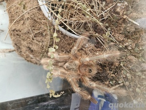 Nhandu tripipii 1.0 Adult