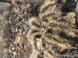 Tliltocatl albopilosus Vogelspinne 