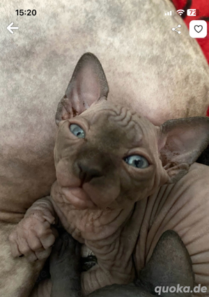 Sphynx Kitten