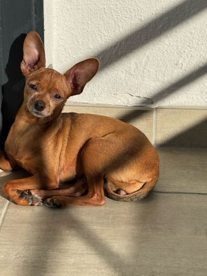 Wir suchen einen Deckrüden für unsere Reinrassige Prager Ratler Hündin Lucy