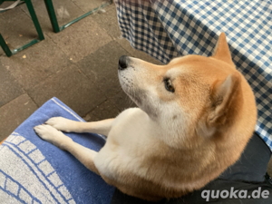 Shiba Inu Deckrüde
