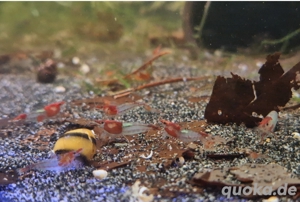 Red Rili Zwerggarnelen Garnelen Neocaridina davidii 