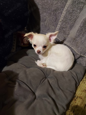 reinrassiger Chihuahua Welpe Willy, 7 Monate, weiß, 1300 Gramm, m., 1200,-  