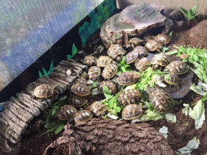 Pärchen Landschildkröten, NZ 2025 mit Transportbox Bild 3